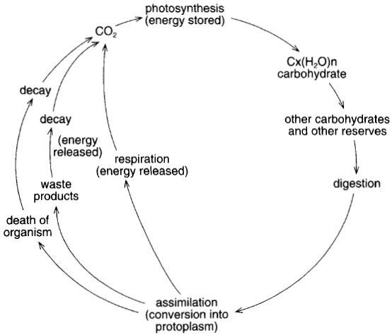 The carbon cycle. Carbon dioxide is incorporated into carbohydrate by photosynthesis. Then, by a serieosf degradation processes including respiration, it is returned to the atmosphere as carbon dioxide.