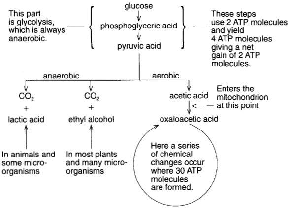 The events of respiration. The first steps, collectively called glycolysis, are always anaerobic. The pathways then diverge, going one way if oxygen is available and another way if oxygen is unavailable. On the aerobic pathway, the chemical changes take a cyclic pattern known as the Krebs cycle