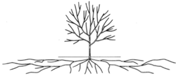 The root system may be ten times the diameter of the aboveground portion of a tree.