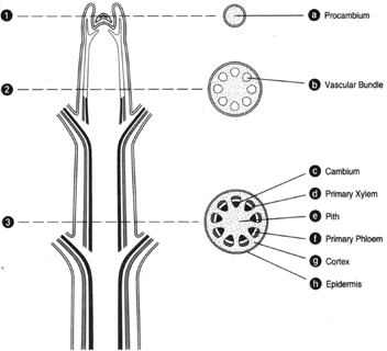 At left, longitudinal section of a woody stem tip. At right, corresponding cross sections. (a) Procambium. (b) Vascular bundle. (c) Cambium. (d) Primary xylem. (e) Pith. (f) Primary phloem. (9) Cortex. (h) Epidermis