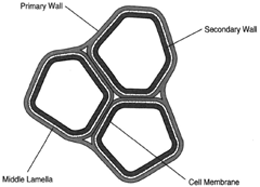 The primary cell wall, which is the first formed, lies against the middle