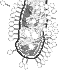 An electron micrograph showing a large number of T-2 virus particles attached to the outer surface of the bacterium E. coli