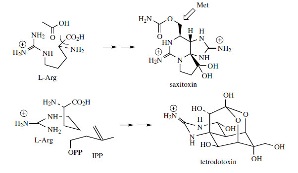 tetrodotoxin saxitoxin
