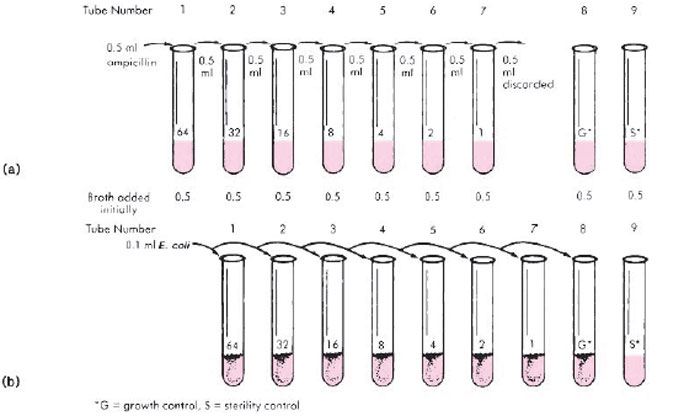 Broth dilution technique. (a) The ampicillin-containing broth is serially diluted in tubes that have been filled with 0.5ml of a nutrient broth. The growth and sterility control tubes receive no antibiotic. (b) After the antimicrobial dilutionsare completed, 0.1 ml of the appropriately diluted organism suspension, in this case E. coli, is added to all exceptthe sterility control tube. The number on each tube is the final concentration of ampicillin in that tube (µg/ml).