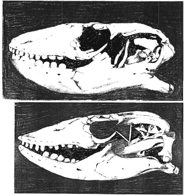 Skulls of white-throated monitor (top) and Nile monitor