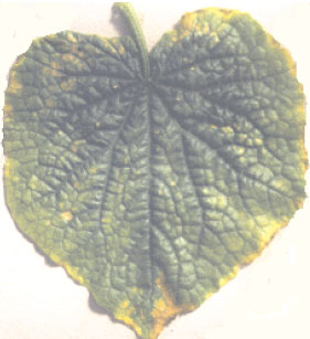 Deficiency symptoms showing necrosis of leaf margins, as in this case of potassium deficiency
