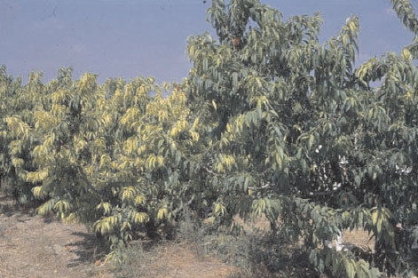 Two peach (Prunus persica Batsch) trees in an orchard on a calcareous soil with drip irrigation. Left: over-irrigation by a defect dripper resulting in bicarbonate-induced chlorosis. Right: adequate irrigation, no chlorosis