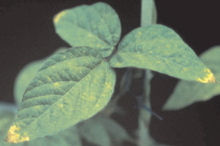 Leaf tip necrosis in soybean plants (Glycine max Merr.) grown in nutrient solution provided with equimolar concentrations of nitrate and ammonium. Solutions were made free from nickel by first passing solutions through a nickel-specific chelation resin. Leaf tip necrosis was observed coincident with the commencement of flowering