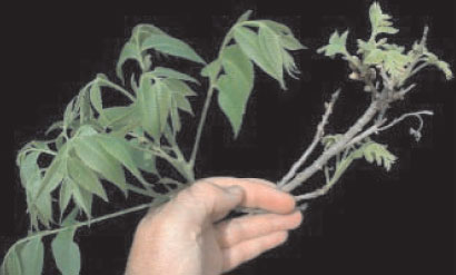 Branches of nickel-sufficient (left) and nickel-deficient (right) pecan (Carya illinoinensis K. Koch). Symptoms include delayed and decreased leaf expansion, poor bud break, leaf bronzing and chlorosis, rosetting, and leaf tip necrosis