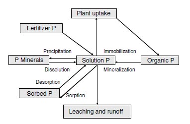 Phosphorus cycle in agricultural soils.