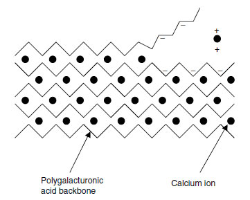 The ‘eggbox’ model of calcium distribution in pectin