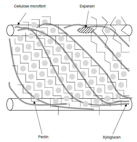 Diagrammatic representation of the primary cell wall of dicotyledonous plants
