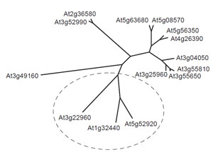 FIGURE 1.1 Unrooted phylogenetic analysis of putative pyruvate kinase genes from Arabidopsis thaliana. Each gene is identified by its AGI gene code. The deduced amino acid sequences of predicted pyruvate kinase isoforms were compared using CLUSTAL W. Genes proposed to encode plastid isoforms of the enzyme were identified using ChloroP and are enclosed within the broken ellipse. Predicted transit peptides were removed prior to sequence comparison.