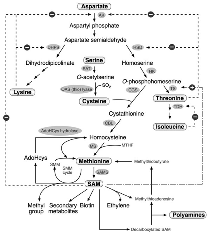 FIGURE 3.2 Schematic diagram of the metabolic network containing the aspartate family pathway, methionine metabolism, and last two steps in the cysteine biosynthesis. Only some of the enzymes and metabolites are specified. Abbreviations: AK, aspartate kinase; DHPS, dihydrodipicolinate synthase; HSD, homoserine dehydrogenase; HK, homoserine kinase; TS, threonine synthase; TDH, threonine dehydratase; SAT, serine acetyl transferase; OAS (thio) lyase; O-acetyl serine (thio) lyase; CGS, cystathionine γ-synthase; CBL, cystathionine β-lyase; MS, methionine synthase, SAM, S-adenosyl methionine; SAMS, S-adenosyl methionine synthase; AdoHcys, adenosylhomocysteine; SMM, S-methyl methionine; MTHF, methyltetrahydrofolate. Dashed arrows with a ‘‘minus’’ sign represent feedback inhibition loops of key enzymes in the network. The dashed and dotted arrow with the ‘‘plus’’ sign represents the stimulation of TS activity by SAM.