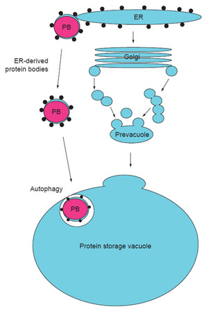 FIGURE 5.1 Diagram illustrating the ontogeny of PBs and protein storage vacuoles (PSVs). PBs form through the aggregation of storage proteins within the ER or PSVs. After formation, PBs can either remain attached to the ER or bud off and form separate organelles, that is PSVs. PBs can accumulate in the cytoplasm or become sequestered into PSVs by autophagy. PSVs are formed as the consequence of ER-synthesized storage proteins progressing through the endomembrane secretory system to specialized vacuoles (PSVs) for accumulation. Reprinted from Herman and Larkins (1999) with permission from the ASPB. (See Page 4 in Color Section.)