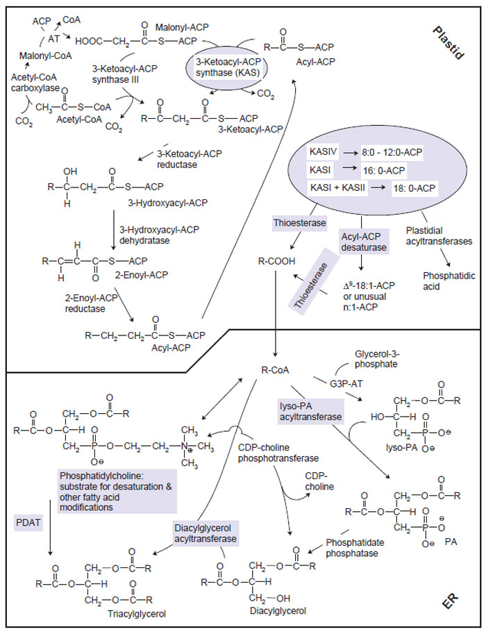 FIGURE 7.3 Triacylglycerol (TAG) synthesis, highlighting points in the pathway at which genetic engineering and/or mutagenesis have been used to modify fatty acid composition of the resulting oil ( ). The upper left portion of the diagram shows synthesis of malonyl-CoA by ACCase, and the cyclic nature of the reactions catalyzed by fatty acyl synthase (FAS). FAS is composed of malonyl-CoA:malonyl-ACP acyltransferase (AT), 3-ketoacyl-ACP synthase (KAS), 3-ketoacyl-ACP reductase, 3-hydroxyacyl-ACP dehydratase, and enoyl-ACP reductase. As shown on the right of the diagram, the products of FAS depend on the contributions of various KASes, the substrate and double bond specificities of acyl-ACP desaturases, and the substrate specificities of thioesterases that release fatty acids for export from the plastids. In the ER, phosphatidic acid (PA) is assembled by sequential activities of glycerol-3-phosphate acyltransferase (G3P-AT) and lysophosphatidic acid-acyltransferase (LPAAT). Diacylglycerol (DAG) units released from lyso-PA by phosphatidate phosphatase may be converted directly to triacylglycerol by DGAT. However, a large proportion