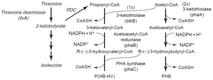 FIGURE 8.4 Pathways of PHB and P(HB-HV) synthesis. The pathways common to bacteria and transgenic plants are shown in plain letters while the pathway specific to transgenic plants is shown in italics. PDC refers to the plant endogenous pyruvate dehydrogenase complex.