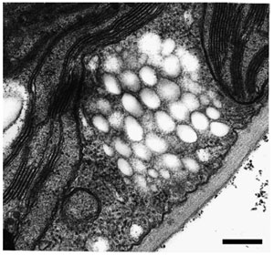 FIGURE 8.5 Accumulation of PHA inclusions in the cytoplasm of transgenic <i>A. thaliana</i> cells expressing the PHB biosynthetic pathway. Bar = 1 µm.