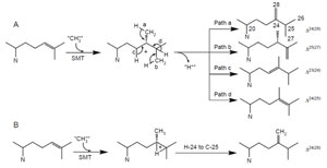 FIGURE 9.13 Possible C-methylation mechanisms for producing C-28 olefins. (A) Stepwise or carbocationic pathway; (B) nonstop or concerted pathway.