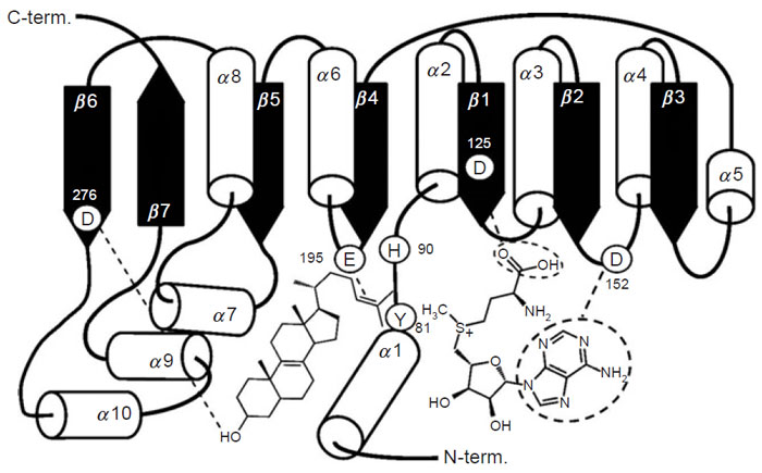 FIGURE 9.16 Schematic representation of the methyltransferase fold of the SMT; spatial arrangement of the secondary structure elements in relation to sterol and AdoMet substrates. Adapted from Nes <i>et al.,</i> 2004.