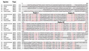 FIGURE 9.18 Alignment of representative deduced amino acid sequences of SMT from fungi, protozoa, and plants that represent SMT1 and SMT2 isoforms. Conserved regions corresponding to sterol (Regions I and III) and AdoMet binding sites (Region II) are boxed. (See Page 14 in Color Section.)