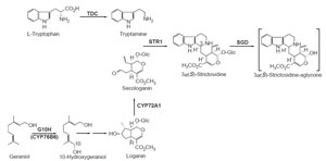 FIGURE 10.1 Schematic representation of the biosynthetic pathway leading from L-tryptophan and geraniol to the hypothetical intermediate 3α(S)-strictosidine-aglycone. <i>tdc</i>, tryptophan decarboxylase; <i>str1</i>, strictosidine synthase; G10H (CYP76B6), geraniol 10-hydroxylase; <i>cyp72a1</i>, secologanin synthase; SGD, strictosidine glucosidase.