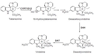 FIGURE 10.2 Schematic representation of the biosynthetic pathway leading from tabersonine to vindoline. CYP71D12, tabersonine 16-hydroxylase; <i>d4h</i>, desacetoxyvindoline 4-hydroxlyase; <i>dat</i>, deacetylvindoline 4-O-acetyltransferase.