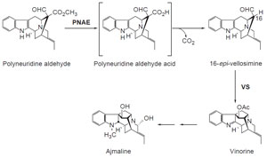 FIGURE 10.3 Schematic representation of the biosynthetic pathway leading from polyneuridine aldehyde to ajmaline. PNAE, polyneuridine aldehyde esterase; VS, vinorine synthase.