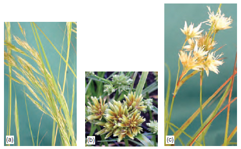 Figure 10.2 Wind-pollinated species have small, inconspicuous flowers, e.g. (a) Stipa calamagrostis (b) Cyperus chira (c) Luzula nivea