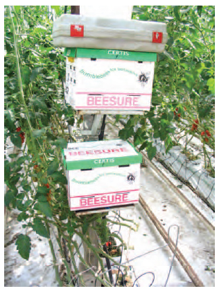 Figure 10.5 Bumble-bee boxes provided in glasshouse for pollination of tomatoes