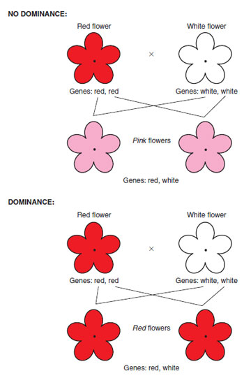 Figure 10.6 The pattern of inheritance of genes