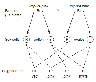 Figure 10.8 Simple inheritance: production of the F2 generation