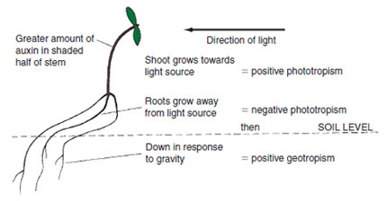Figure 11.2 Geotropism and phototropism shown as mechanisms assisting the survival of the seedling