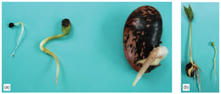 Figure 11.3 Seed germination: (a) epigeal germination on left in leek and tree lupin, hypogeal germination on right in runner bean (b) later stage showing hypogeal in bean on left and epigeal in tree lupin on right