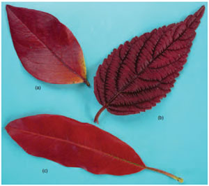 Figure 11.9 Autumn colour in (a) Blueberry, (b) V iburnum and (c) P hotinia , showing loss of chlorophyll and emergence of xanthophylls.