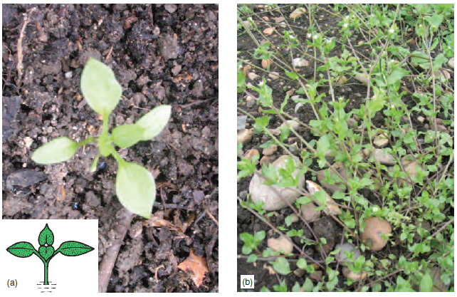 Figure 13.5 (a) Chickweed seedling (b) C hickweed plant