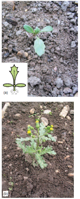Figure 13.7 (a) Groundsel seedling (b) Groundsel plant