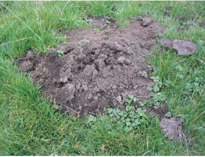 Figure 14.2 Mole hill in grass
