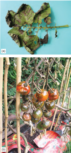 Figure 15.5 Potato blight: (a) Leaf symptoms of potato blight on potato, (b) Fruit symptoms of blight on tomato