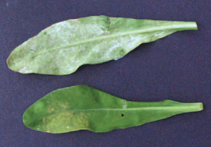 Figure 15.6 Leaf symptoms of cabbage downy mildew on stock. Lower leaf symptoms (top), upper leaf symptoms (bottom)