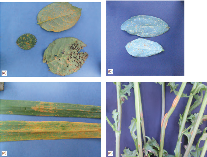 Figure 15.9 Rust diseases: (a) Rose rust, (b) Bean rust, (c) Leek rust, (d) Groundsel rust which affects cinerarias