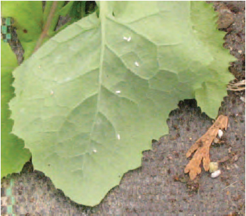 Figure 16.4 A sowthistle acting as alternate host to glasshouse whitefly