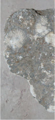 Figure 17.4 Limestone
