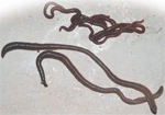 Figure 18.1 Earthworms. Casting worms in the foreground eat organic matter and soil and most cast the waste on the surface. In the background are worms that only eat organic matter which we find in compost heaps and wormeries