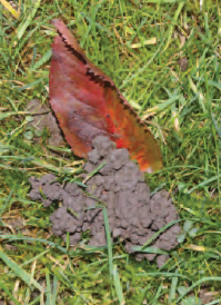 Figure 18.2 Earthworm cast: comprise a mix of organic matter and finely divided soil which is good for the garden except where it is cast on the surface of turf