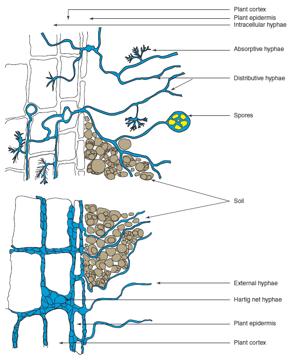 Figure 18.3 Mycorrhizal structures. Ectomycorrhizae, top found mainly around tree roots have most of their structure on the outside whereas the Endomycorrhiza have most of their hyphae on the inside of the very wide range of plants with which they are symbiotic