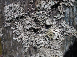 Lichen – a combination of 
