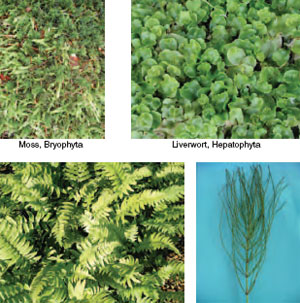 Four multicellular plant divisions, 