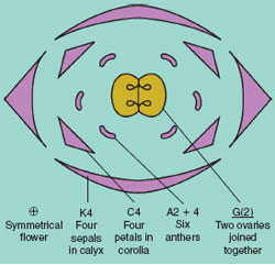 Floral diagram of wallflower