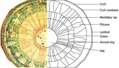 Cross-section of lime (Tilia europea) stem showing 